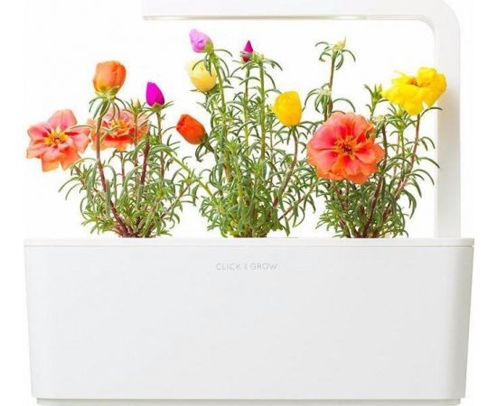 Click & Grow Smart Garden uzpilde Muskusroze 3gb.