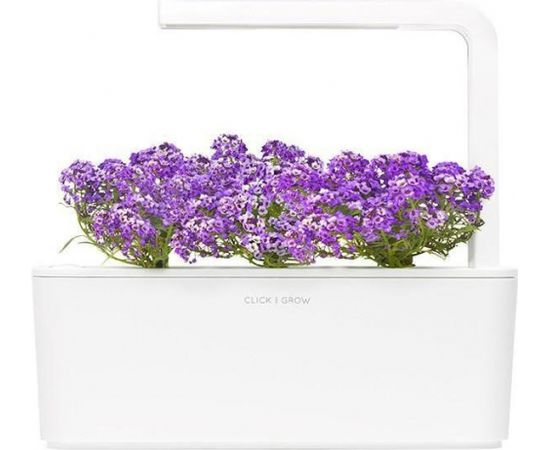 Click & Grow Smart Garden refill Sweet Alyssum 3pcs