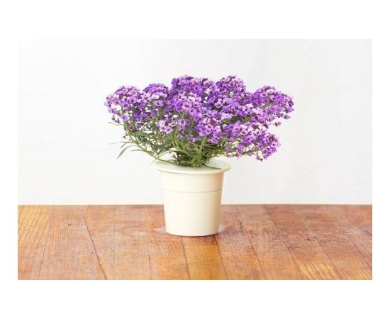 Click & Grow Smart Garden refill Sweet Alyssum 3pcs