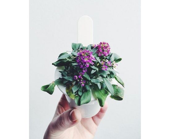 Click & Grow Smart Garden refill Sweet Alyssum 3pcs