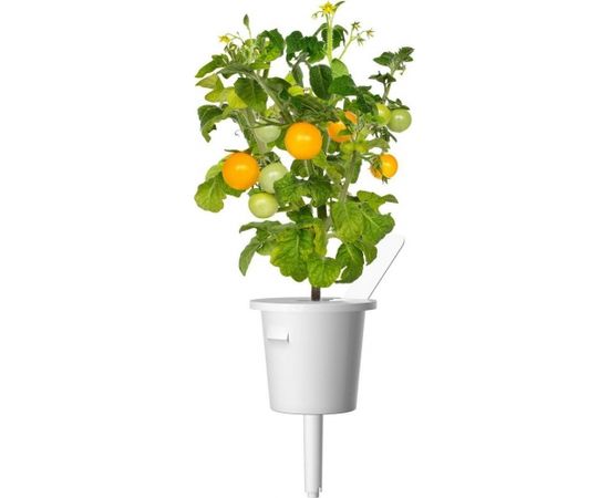 Click & Grow Smart Garden uzpilde Dzeltenie mini tomāti 3gb.