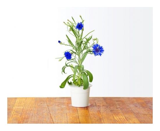 Click & Grow gudrā augu dārza uzpilde Rudzupuķe 3gb.