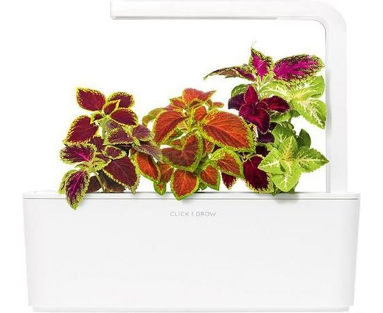 Click & Grow Smart Garden uzpilde Skaistnātre 3gb.