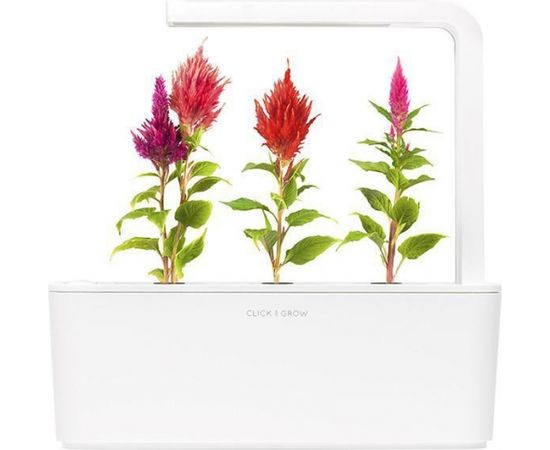 Click & Grow Smart Garden uzpilde Gaiļa sekste 3gb.