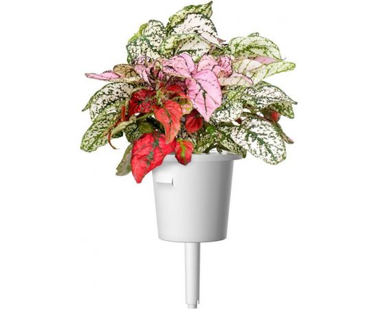 Click & Grow Smart Garden uzpilde Hipoeste 3gb.