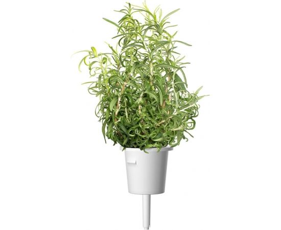 Click & Grow Smart Garden refill Rosemary 3pcs