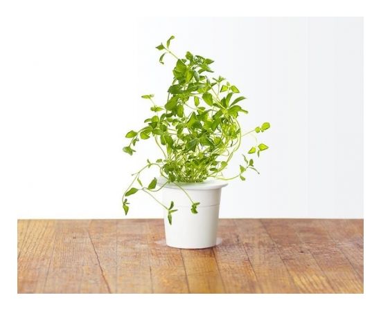 Click & Grow gudrā augu dārza uzpilde Oregano 3gb.
