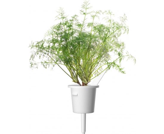 Click & Grow Smart Garden uzpilde Dilles 3gb.