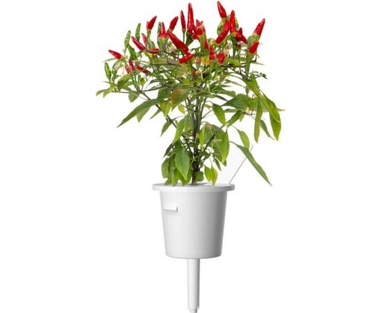 Click & Grow Smart Garden uzpilde Piri Piri čili pipari 3gb.