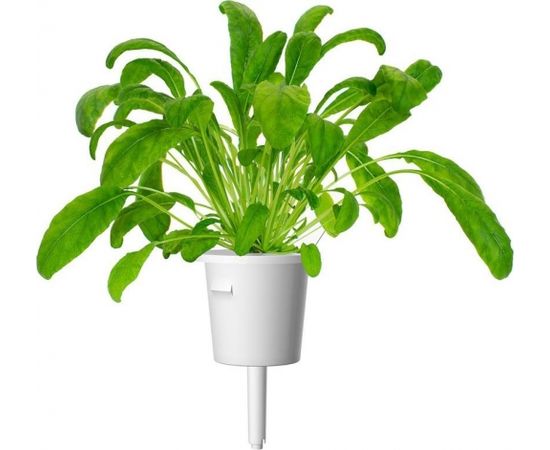 Click & Grow Smart Garden uzpilde Mibuna 3gb.