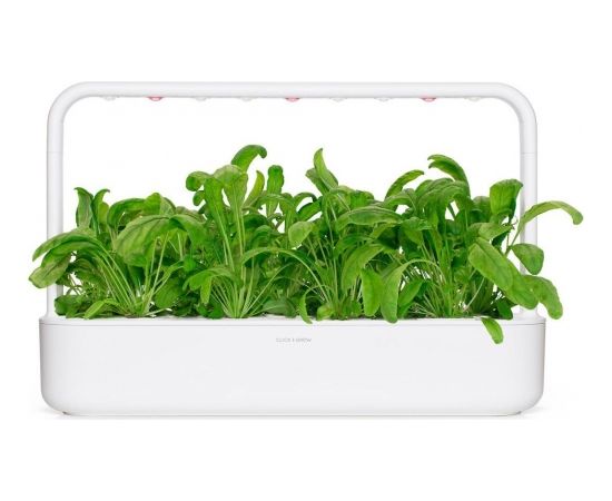 Click & Grow Smart Garden uzpilde Mibuna 3gb.