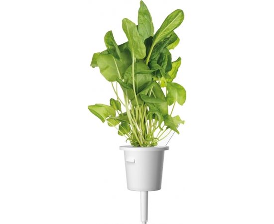 Click & Grow Plant Pod Salad Mix 9tk