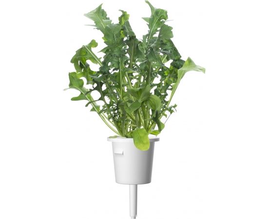 Click & Grow Plant Pod Salad Mix 9tk