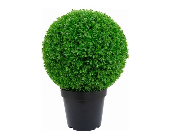 Зеленое растение BOXWOOD, H60см, черный горшок